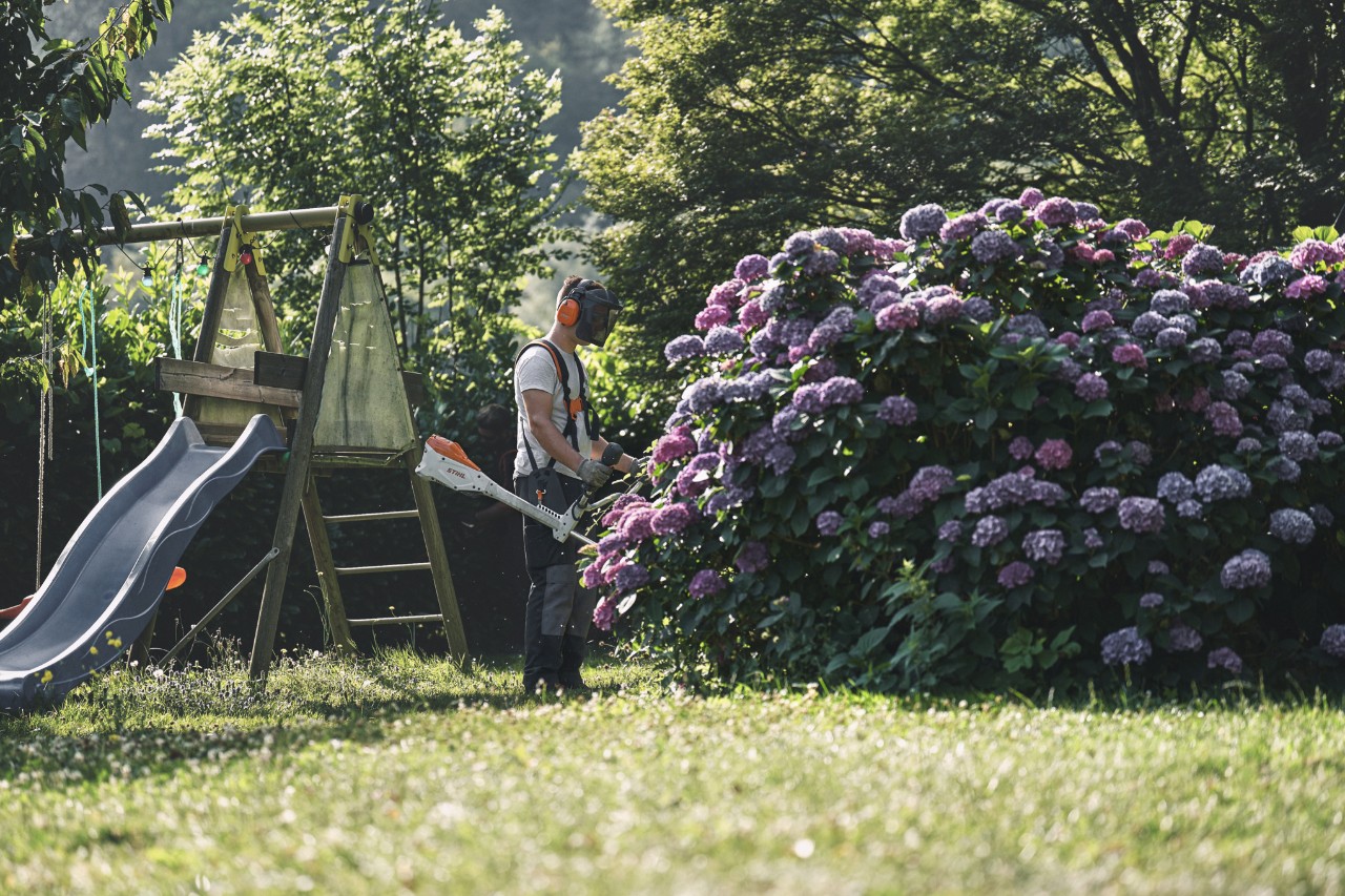 Muškarac sa zaštitom za uši i lice na glavi stoji sa STIHL trimerom ispred velikog grma hortenzija 