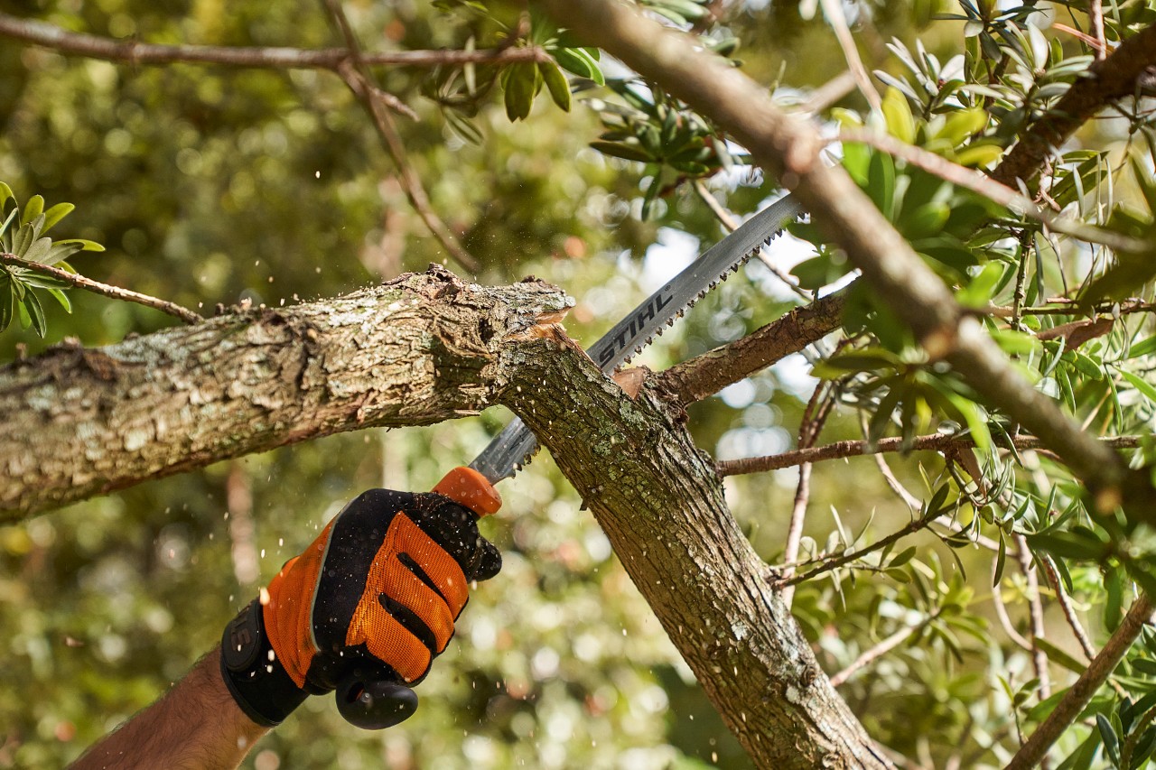 Osoba koja nosi STIHL zaštitne rukavice testeriše granu sa listopadnog drveta pomoću STIHL testere