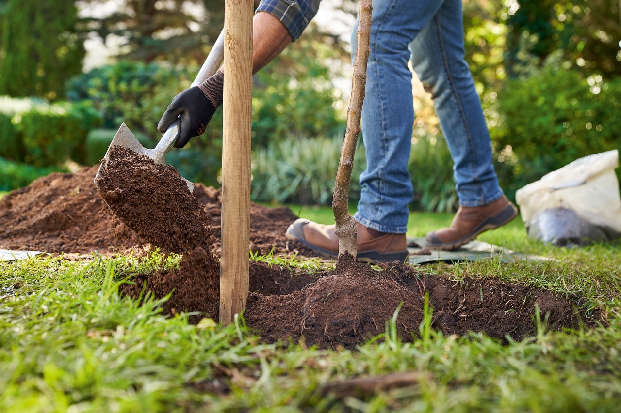 Čovek koji nosi STIHL zaštitne rukavice ispunjava rupu za sadnju drveta zemljom za sadnju koristeći ašov