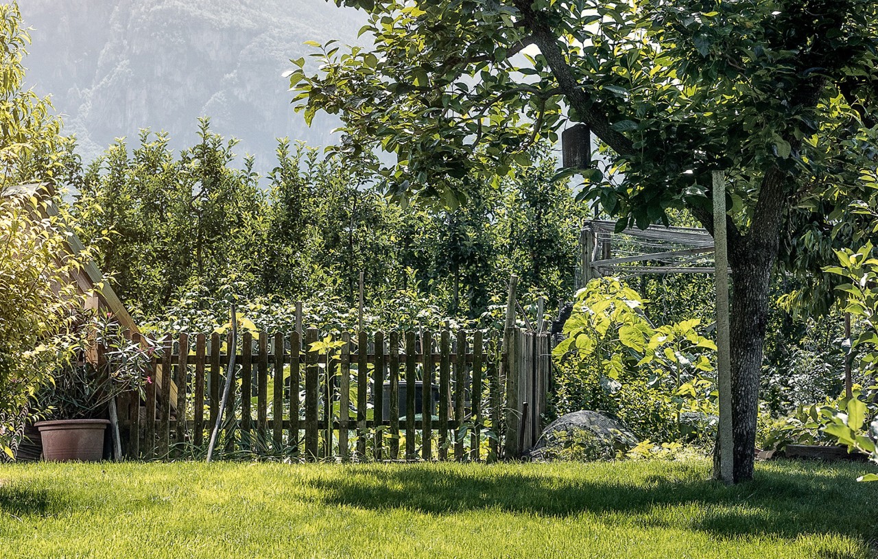 Drvo pored baštenske ograde u dobro održavanoj, maloj bašti 