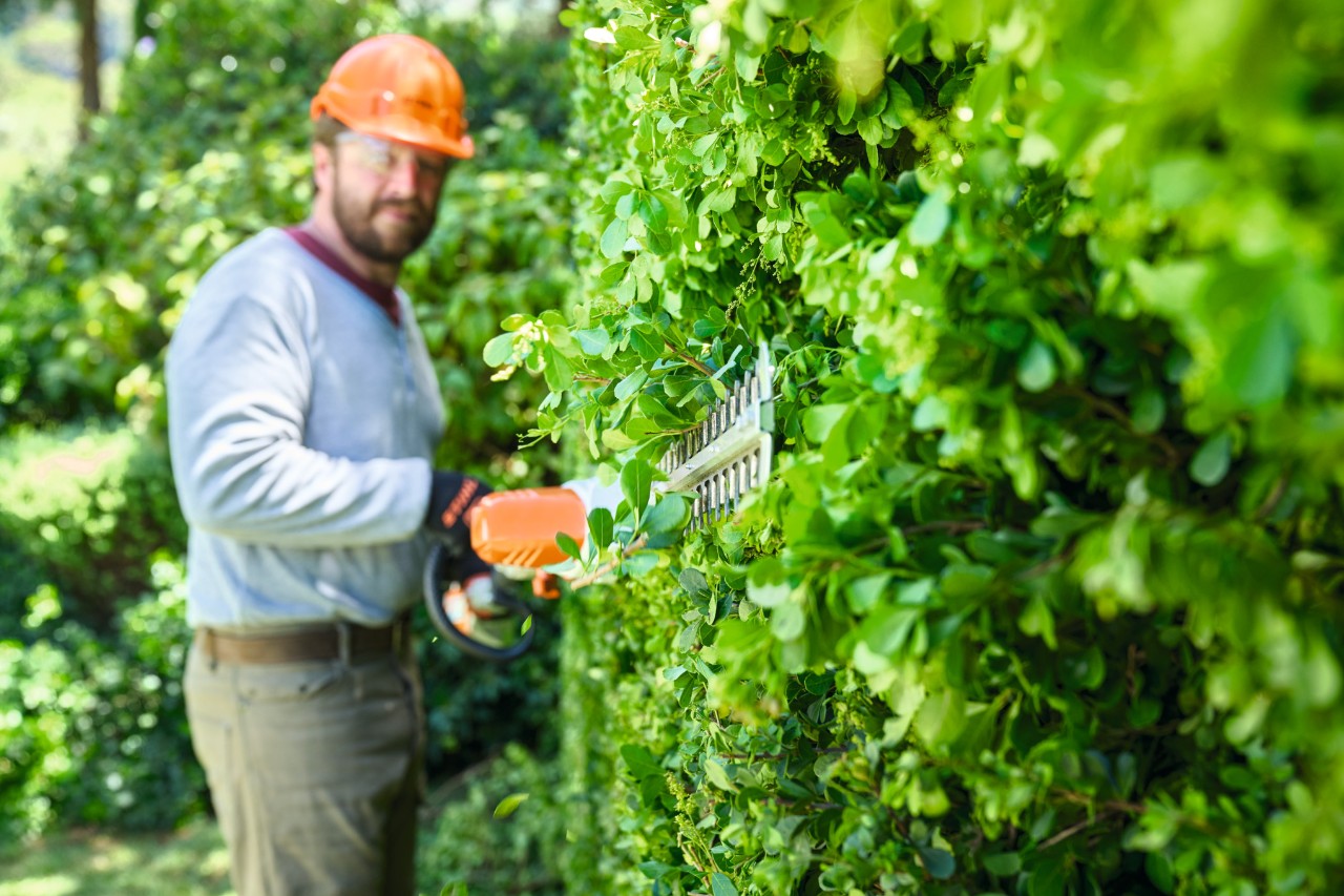 Čovek u zaštitnoj opremi orezuje živu ogradu odozdo nagore pomoću baterijskog trimera za živu ogradu STIHL HLA 56