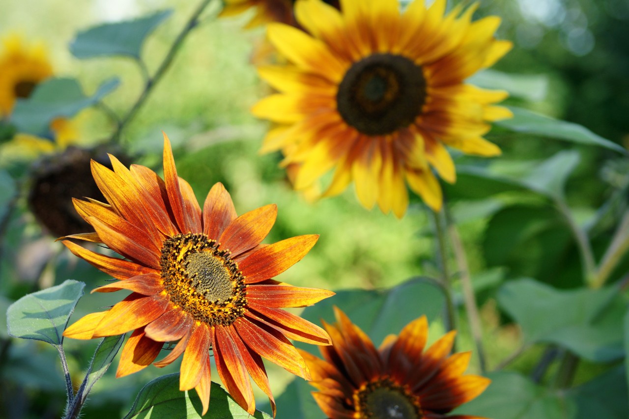 Krupni plan žuto-tamnocrvenih cvetova suncokreta