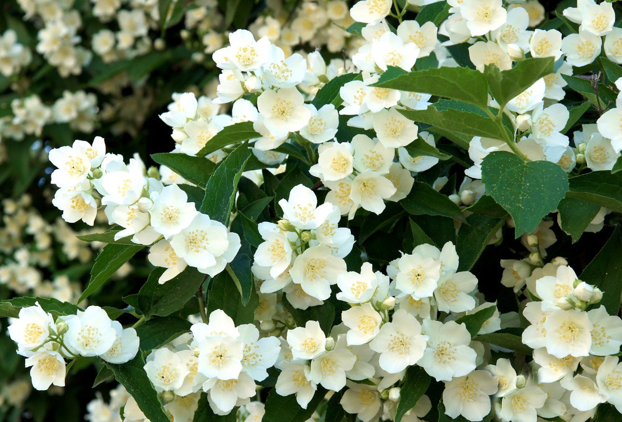 Beli cvetovi i zeleni listovi pajasmina